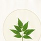 Neem